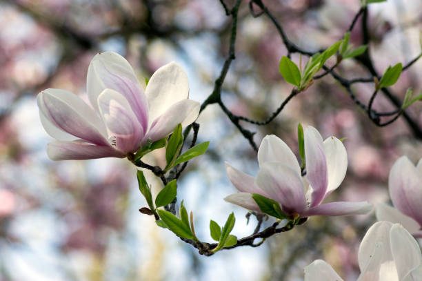 магнолия сулангана также называется блюдце магнолия цветущие весеннее дерево с красивым розовым белым цветком на ветвях - plant white magnolia tulip tree стоковые фото и изображения