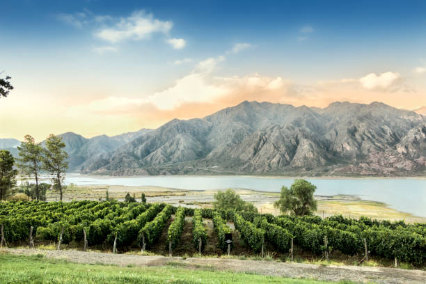 안데스 산맥의 말벡 포도원, 멘도사 주, 아르헨티나. - agriculture winemaking cultivated land diminishing perspective 뉴스 사진 이미지