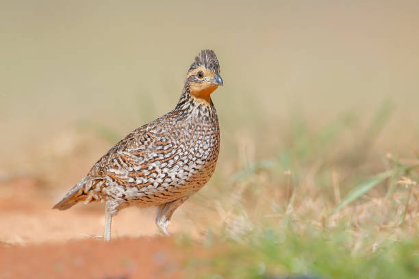 istock Northern Bobwhite (Colinus virginianus) female, South Texas, USA 1206932015