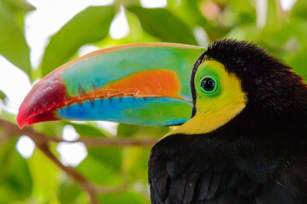 Portrait of the beautiful coloured Keel billed toucan, ramphastos sulfuratus Profile portrait of the beautiful coloured Keel billed toucan, ramphastos sulfuratus, against a blurred background of green leaves rainbow toucan stock pictures, royalty-free photos & images