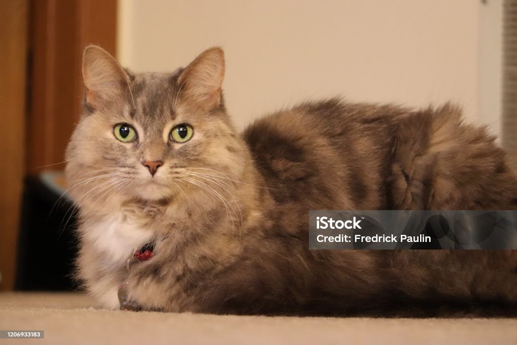 Kitten loaf Kitty with folded legs looking like a loaf of bread Domestic Cat Stock Photo