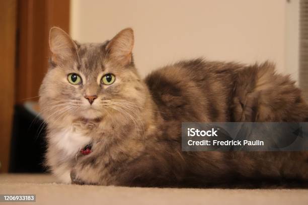 Kitten Loaf Stock Photo - Download Image Now - Domestic Cat, Loaf of Bread, Animal