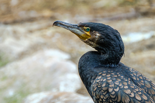 Profile portrait of the Great Cormorant, Phalacrocorax carbo in front of the blurred white-brown background of the river