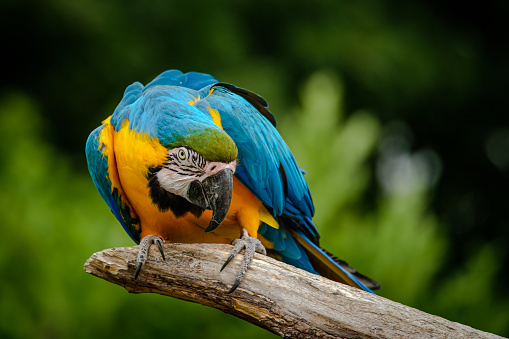 Portrait of blue-and-yellow macaw, Ara ararauna, also known as the blue-and-gold macaw sitting on a branch wit a blurred green background