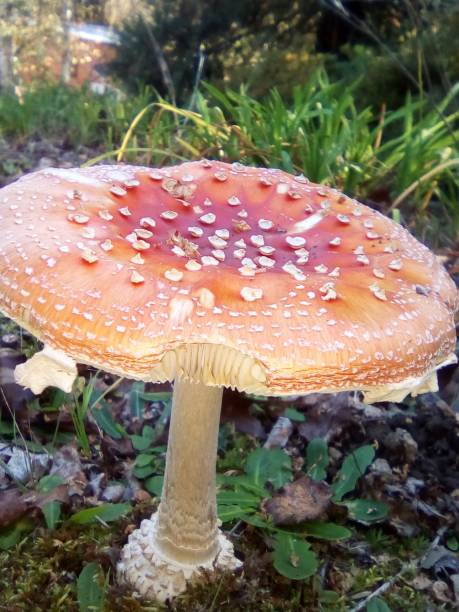 Mushroom stock photo