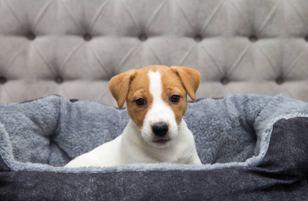 istock Jack Russell Terrier puppy  is chilling at home 1206936894