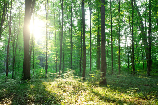 istock Forest trees. nature green wood sunlight backgrounds 1206937459
