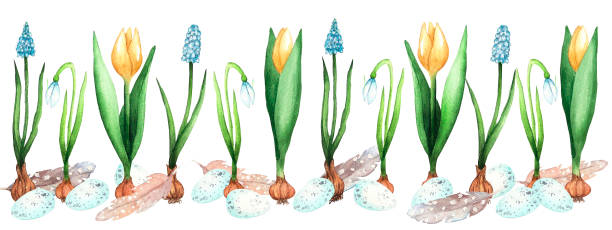 aquarell-grenze mit frühlingsblumen und eiern. - tulpenzwiebel stock-grafiken, -clipart, -cartoons und -symbole