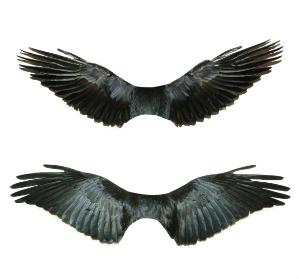 istock Pair of wings isolated on white 1206937728