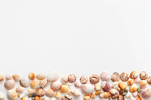 istock Seashells in bottom of image with copy space, isolated on white background, top view 1206938045