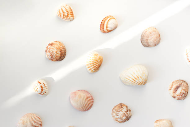 istock Summer concept, marine background. Different seashells on light background. Top view, flat lay 1206938063