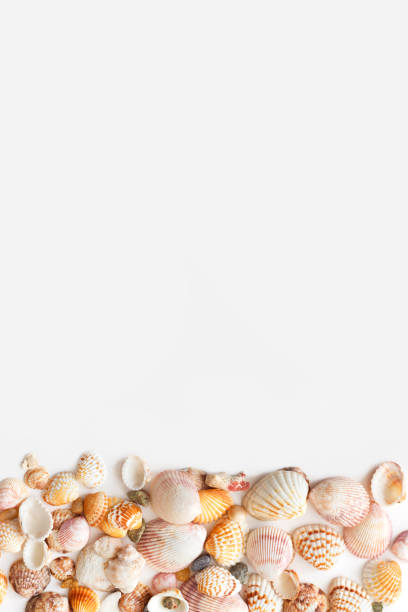 istock Seashells in bottom of image with copy space isolated on white background, top view, vertical photo for blog 1206938067