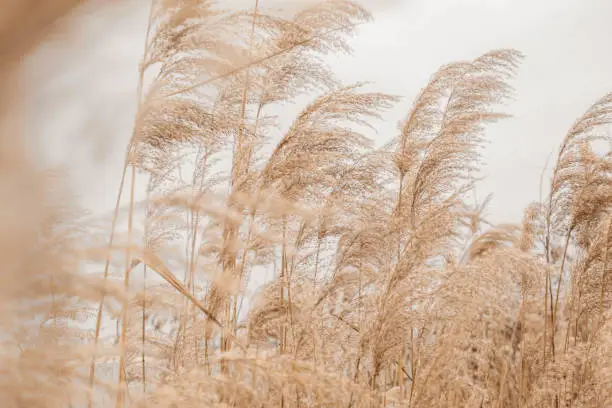 Photo of Pampas grass outdoor in light pastel colors. Dry reeds boho style