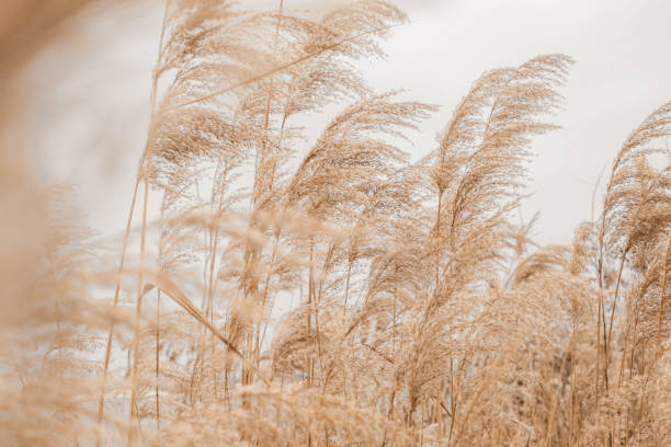 pampas grass outdoor in light pastel colors. dry reeds boho style - fotos de boho imagens e fotografias de stock