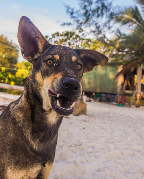 istock A brown dog is playing at the beach 1206938250