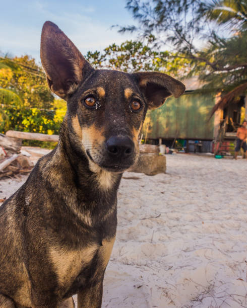 istock A brown dog is playing at the beach 1206938262