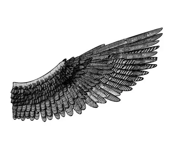 Vector illustration of Vector 3D wireframe wing illustration on white BG