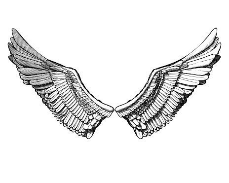 Monochrome black vintage engraving drawing a pair of wing isolated on white background