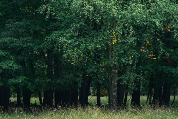 istock Birch trees with some yellow colored leaves during early autumn. 1206939477