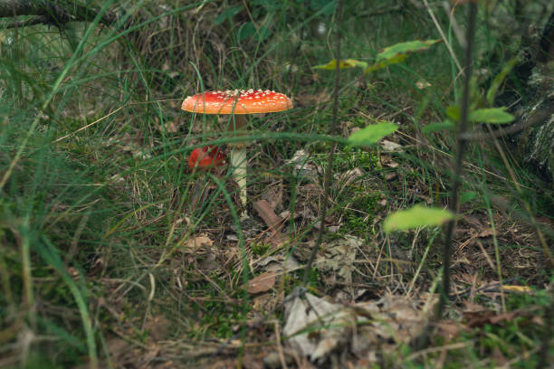 istock Red and white dotted mushroom between grass on forest ground. 1206939514