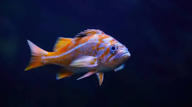 Canary rockfish