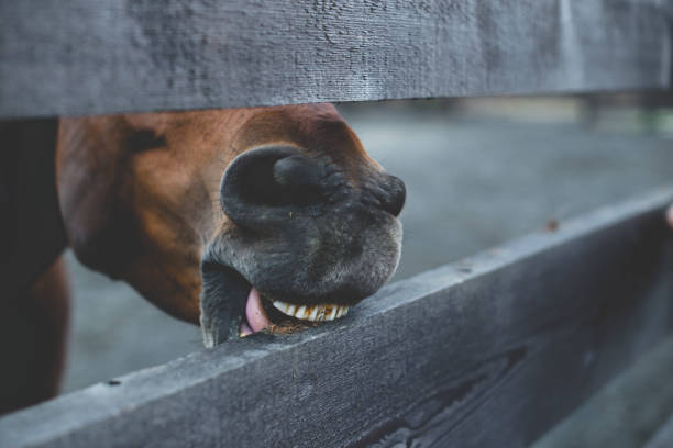 Funny closeup portrait of horse head and nose bay color