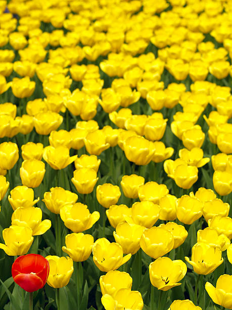 istock Field of tulips 120694120