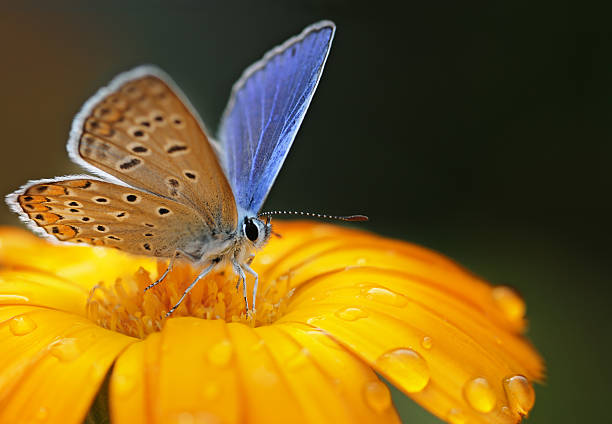blue butterfly blue butterfly on yellow flower lepidopterans stock pictures, royalty-free photos & images