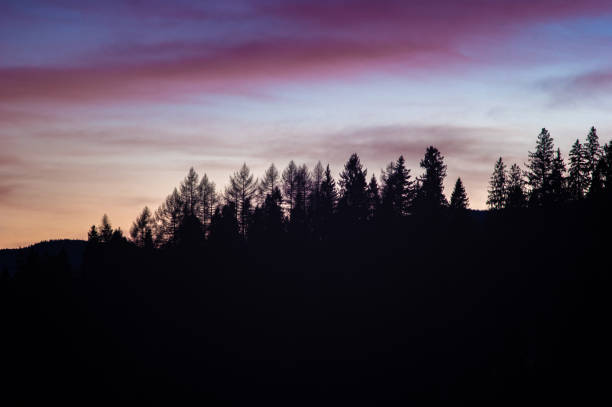 istock Silhouettes of trees against the sunset sky 1206941991