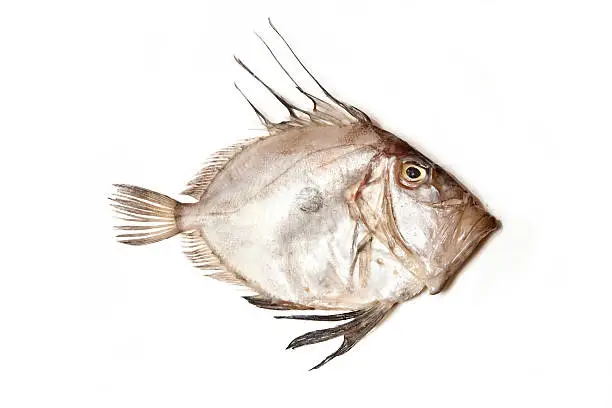 Photo of John Dory or  Zeus faber  fish