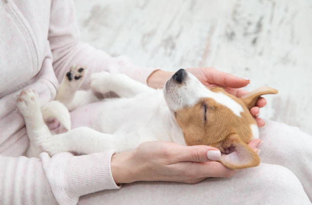 istock Puppy Jack Russell dog sleeping Terier the hands 1206944007