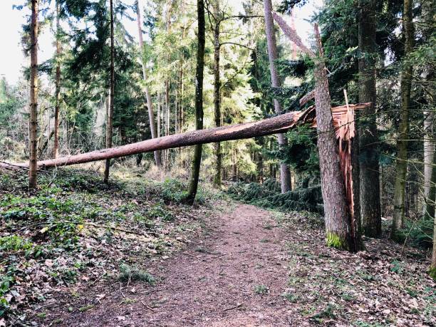 istock Trees uprooted after the storm 1206944303