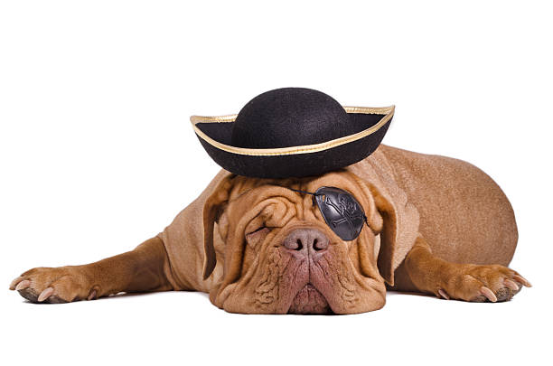 Sleeping Dogue De Bordeaux dressed with pirate hat and eyepatch stock photo