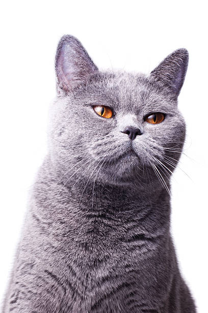 istock gray shorthair British cat 120694568