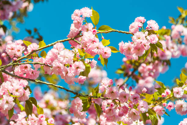 ブルームのリンゴの木 - flower tree spring apple blossom ストックフォトと画像