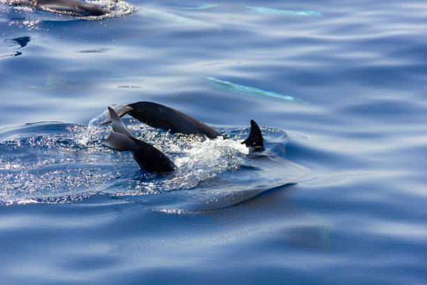 istock Tails of pilot whales diving into blue ocean 1206949504