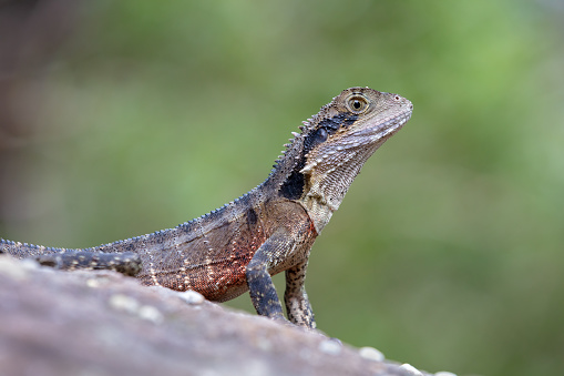 The Eastern Australian water dragon (Intellagama lesueurii) is an arboreal agamid species native to eastern Australia.  They have long powerful limbs and claws for climbing and a long muscular tail for swimming.