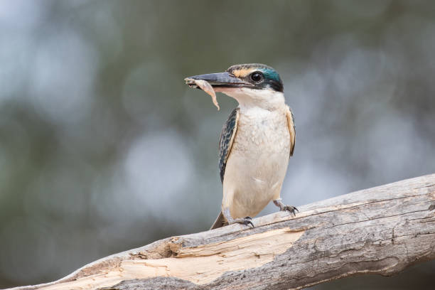 istock Sacred Kingfisher 1206952270