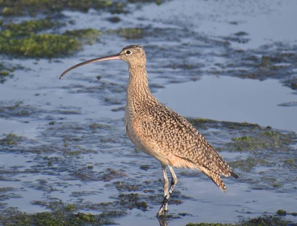 A long-billed curlew in the tidal flats along Elkhorn Slough Taken at Kirby Park, near Watsonville, California numenius americanus stock pictures, royalty-free photos & images