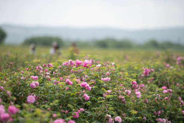 istock Harvesting Field With Pick Roses For Essential Oils. 1206954897