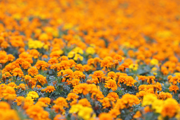 istock Marigolds Tagetes erecta, Mexican marigold, Aztec marigold, African marigold 1206954952