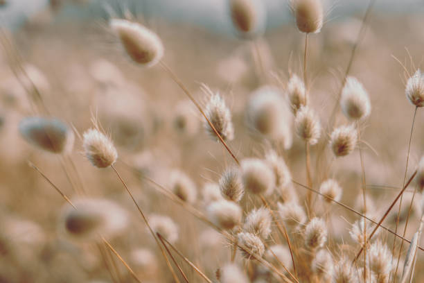 istock Bunny tails grass on vintage style; natura background 1206955617