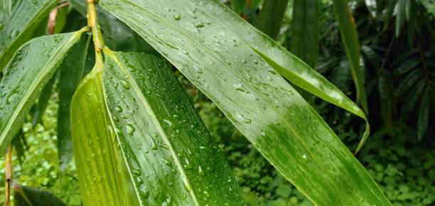 istock dew photography on leaves 1206958285