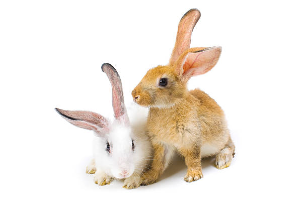 istock Happy New Year of rabbit 120695868