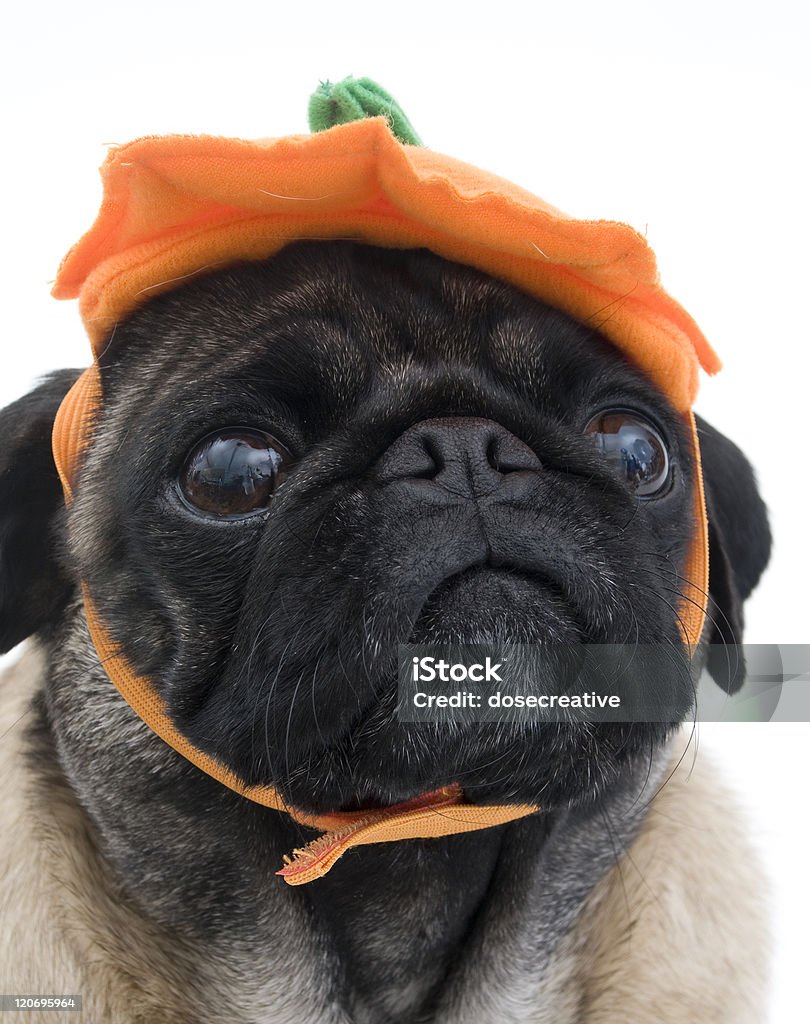 Pug in Pumpkin Hat Pug in Pumpkin Hat, Isolated on White Background. Animal Stock Photo