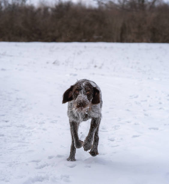 istock wirehaired pointing griffon playing in the snow 1206961477