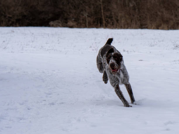 istock wirehaired pointing griffon playing in the snow 1206961501