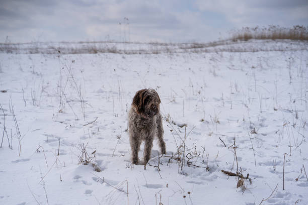 istock wirehaired pointing griffon playing in the snow 1206961596