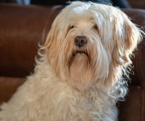 istock tibetan terrier in snow 1206961728