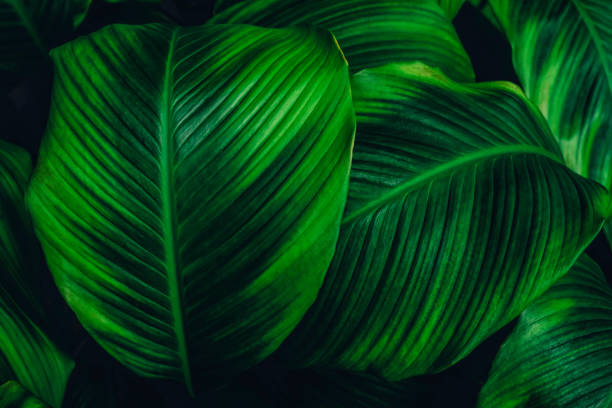 istock green leaves for background and wallpaper 1206963322